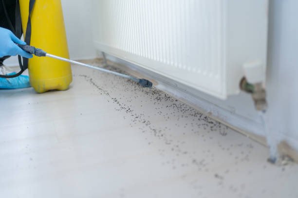 Best Termite Control Services  in Wakefield, NE